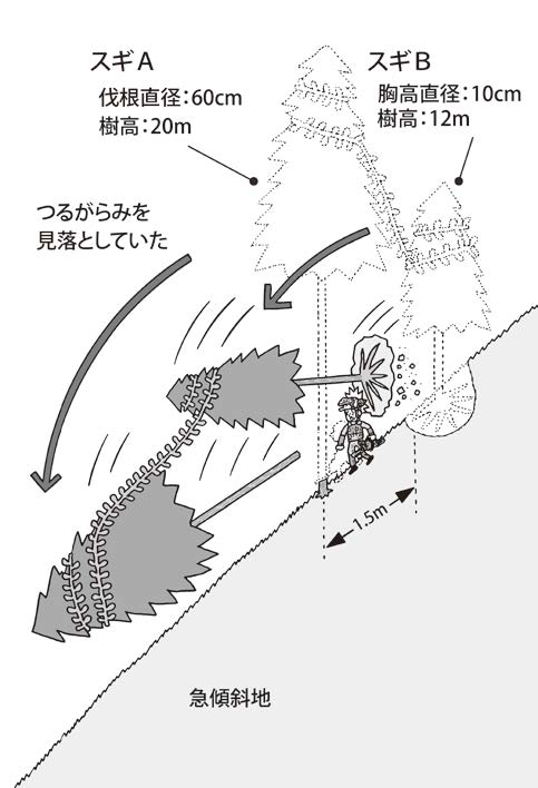 急傾斜地の大径木を谷側に伐倒したところ、つるがらみとなっていた山側の隣接木が引っ張られ根株が激突した災害事例研究 | 林業・木材製造業労働災害防止協会